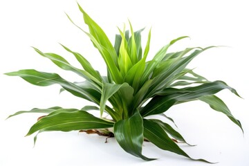 Lush Green Plant on Bright White Background