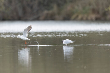 
Laughing Gull Chroicocephalus ridibundus in acrobatic flight on a pond
