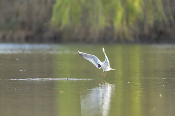 
Laughing Gull Chroicocephalus ridibundus in acrobatic flight on a pond
