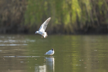 
Laughing Gull Chroicocephalus ridibundus in acrobatic flight on a pond
