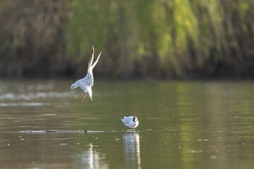 
Laughing Gull Chroicocephalus ridibundus in acrobatic flight on a pond
