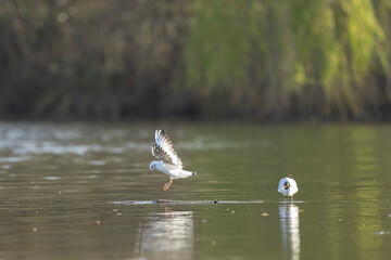 
Laughing Gull Chroicocephalus ridibundus in acrobatic flight on a pond
