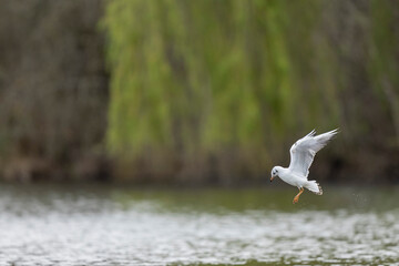 
Laughing Gull Chroicocephalus ridibundus in acrobatic flight on a pond
