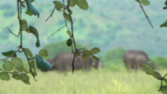 Wild Buffalo (Bubalus bubalis) in Baluran National Park is looking for food