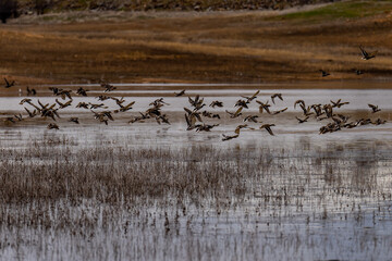 Mallard ducks flying in flight