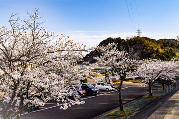 福井県おおい町丸山公園の桜