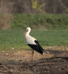 Fototapeta premium The elegant White stork, with its striking black and white plumage and long, slender legs, is a bird that has captured the imagination of people for centuries. Known for its characteristic nesting.