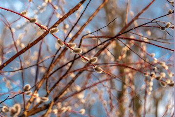 Willow branches with blossoming buds against a blue sky. Natural spring background.