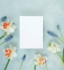 Beautiful bright spring stationery flat lay with fresh bright daffodils and muscari grape hyacinth and a blank greeting card on light blue painterly background