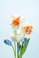 Spring flower boquet with fresh daffodils, tulip and muscari grape hyacinth
