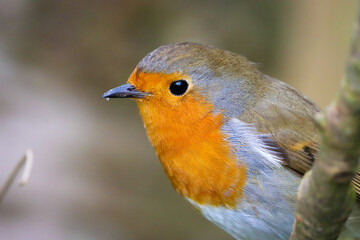 A stunning animal portrait of a Robin Redbreast
