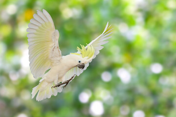 Beautiful cockatoo parrot flying on green nature background.