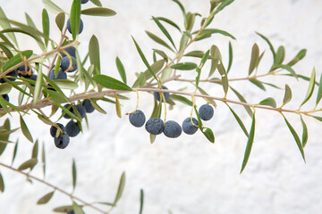 Black Olive and Leaf on White Wall