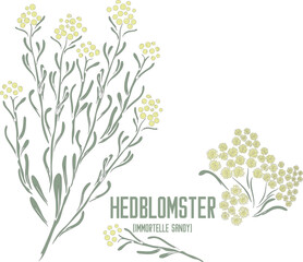 Sandy Everlasting flowers in vector silhouette. Helichrysum arenarium medicinal herb image. Set of vector botanical illustration of Immortelle sandy in color for medicine. Immortelle sandy image