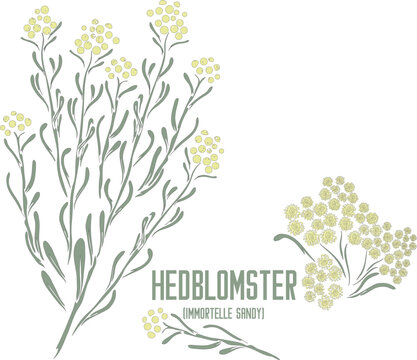 Sandy Everlasting flowers in vector silhouette. Helichrysum arenarium medicinal herb image. Set of vector botanical illustration of Immortelle sandy in color for medicine. Immortelle sandy image