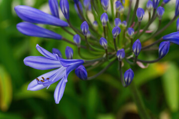 Fototapeta na wymiar Lilac inflorescences of African Agapanthus in the garden