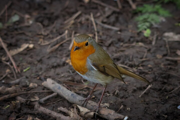 A stunning animal portrait of a Robin Redbreast