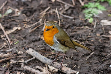 A stunning animal portrait of a Robin Redbreast
