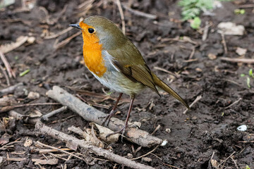 A stunning animal portrait of a Robin Redbreast