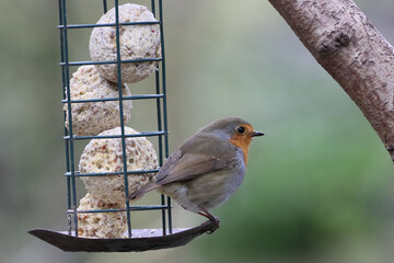 Naklejka premium A Robin Red Breast in the forest