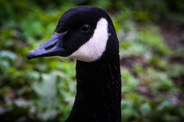 A beautiful portrait shot of a Goose at a Nature Reserve