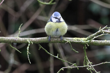 A stunning animal portrait of a baby Bluetit