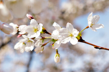 a blooming branch of a cherry plum tree