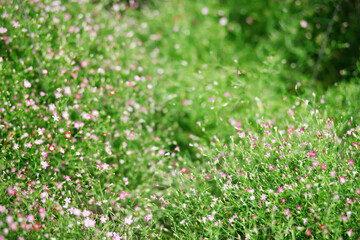 background beautiful natural pink flowers in the flower garden