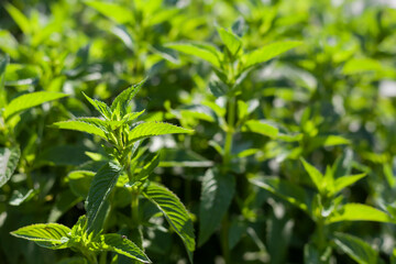 Fototapeta na wymiar Dense overgrown medicinal garden plants Peppermint menthol. Shooting against the sun. There are insects and cobwebs on the leaves. Selective focus.