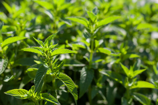 Dense overgrown medicinal garden plants Peppermint menthol. Shooting against the sun. There are insects and cobwebs on the leaves. Selective focus.