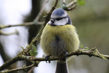 A stunning animal portrait of a baby Bluetit