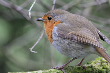 A stunning animal portrait of a Robin Redbreast
