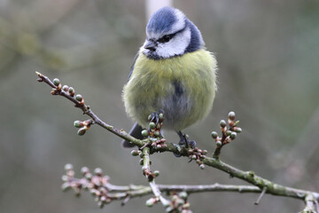 A stunning animal portrait of a baby Bluetit