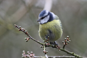 A stunning animal portrait of a baby Bluetit