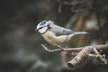 A stunning animal portrait of a baby Bluetit