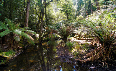 Rain forest in Mount Field National Park of Tasmania, Australia