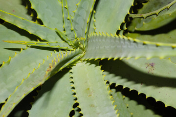 Thorns found on various plants in nature