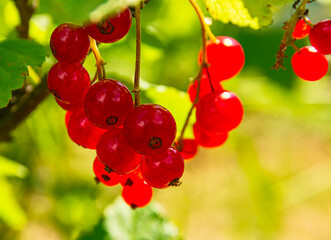 Redcurrant, Latin name Ríbes rúbrum