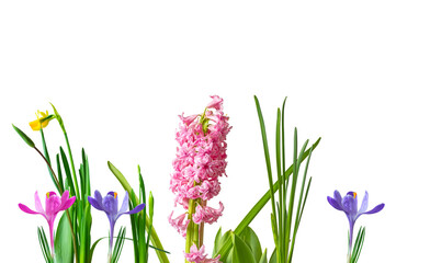 Fototapeta premium Spring flower of lilac and pink crocus hyacinth, daffodil, close-up. Isolate on white. PNG 