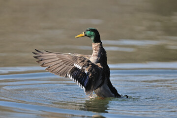 Mallard duck in a park in Paris Ile de France France.