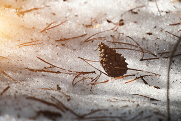 Pine cone fallen on melted, spring snow.
