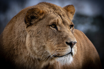 Obraz premium Lion at the Safari Park