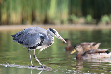 Gray heron in a park in Paris Ile de France France.