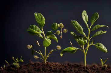 young plants sprouting from soil on dark background