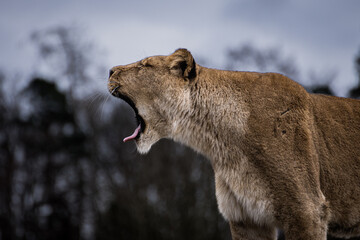 Lion at the Safari Park