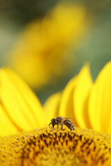 Honey bee (Apis mellifera) foraging on a sunflower.