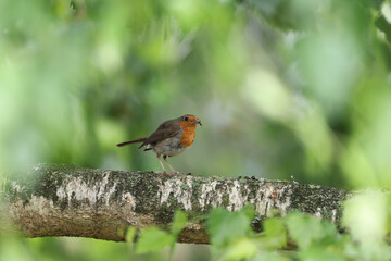 European Robin (Erithacus rubecula) holding an insect in its beak.
