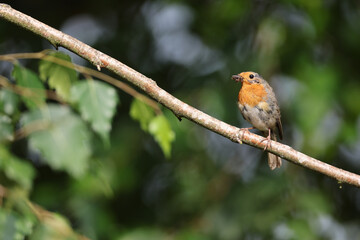 European Robin (Erithacus rubecula) holding an insect in its beak.