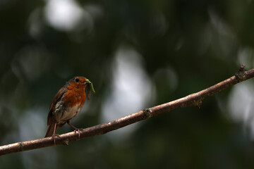 European Robin (Erithacus rubecula) holding an insect in its beak.