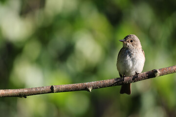 Spotted Flycatcher (Muscicapa striata) on a branch.